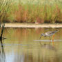 Chevalier gambette -  Tringa totanus - Ile de Noirmoutier (85) - Septembre 2007