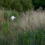 Crabier chevelu - St Michel en Brenne (36) -  31/05/2014