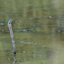 Martin-pêcheur d'Europe - St Michel en Brenne (36) - Septembre 2010