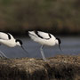 Avocette élégante - Ile de Ré - Avril 2010