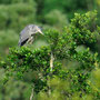 Héron cendré - Ardea cinerea - Bellefonds (86) - Juin 2010