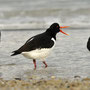 Huîtrier pie - Haematopus ostralegus - Morgat (29) - Février 2010