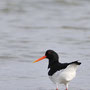 Huîtrier pie - Haematopus ostralegus - Morgat (29) - Février 2010