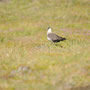 Labbe parasite - Stercorarius parasiticus - Handa Island (Ecosse) - Juillet 2008