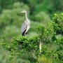 Héron cendré - Ardea cinerea - Bellefonds (86) - Juin 2010