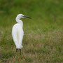 Aigrette garzette - Noirmoutiers (85) - août 2008