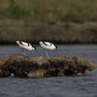 Avocette élégante - Ile de Ré - Avril 2010