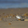 Bécasseau sanderling - Brem-sur-Mer (85) - 09/03/2014