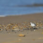 Bécasseau sanderling - Brem-sur-Mer (85) - 09/03/2014