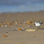 Bécasseau sanderling - Brem-sur-Mer (85) - 09/03/2014