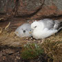 Fulmar boréal - Fulmarus glacialis  - Handa Island (Ecosse) - Juillet 2008