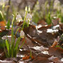 Maiglöckchen (Leucojum vernum) am Schweineberg