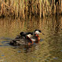 Rothalstaucher mit Nachwuchs (Podiceps grisegena)