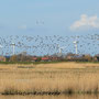 Hunderte Nonnengänse (Branta leucopsis)