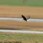 Seeadler (Haliaeetus albicilla)