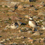 Annäherungsversuche bei den Sandregenpfeifern (Charadrius hiaticula)