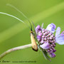 Skabiosen-Langhornmotte (Nemophora metallica)