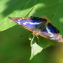 Großer Schillerfalter (Apatura iris)