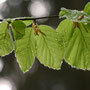 Frische Buchenblätter