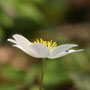 Busch-Windröschen (Anemone nemorosa)