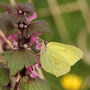 Zitronenfalter (Gonepteryx rhamni)