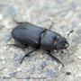 Dem Balkenschröter (Dorcus parallelipipedus) begegnen wir jedes Jahr an der gleichen Stelle