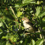 Erwischt! Teichrohrsänger (Acrocephalus scirpaceus)