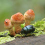 Wald-Mistkäfer (Anoplotrupes stercorosus)