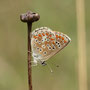 Sonnenröschenbläuling (Aricia sp.)