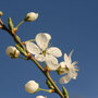 Wildkirschen-Blüte