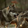 Unstimmigkeiten bei den Wölfen im Wildpark Neuhaus