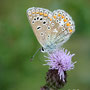 Hauhechel-Bläuling (Polyommatus icarus)