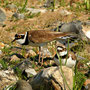 Flussregenpfeifer (Charadrius dubius)