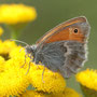 Kleines Wiesenvögelchen (Coenonympha pamphilus)