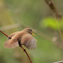 Singender Zaunkönig (Troglodytes troglodytes)