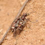 Dünen-Sandlaufkäfer (Cicindela hybrida)