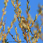 Zilpzalp (Phylloscopus collybita)