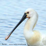 Löffler-Portrait (Platalea leucorodia)