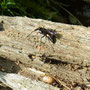 オオモンクロクモバチが獲物探し（クモを狩るハチ）