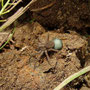 卵のうをつけたコモリグモの1種　Ｙ撮