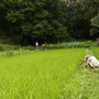 小豆周りの草刈り