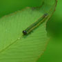 ゼンマイハバチの幼虫　ゼンマイの葉裏