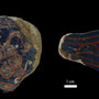 Echantillon BDX 11885. Fouilles de l'Ak Saray de 1996.  Conservé au Musée Amir Temur de Shahrisabz (photo : C.Ollagnier, 2008)