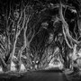 The Dark Hedges #3 (Ballymoney, Nordirland)