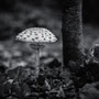 Bio-Regenschirm (The Lost Gardens of Heligan, England)