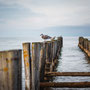 Alter Steg in Zingst (Darß, Deutschland)