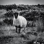 Dartmoor Scotch Blackface (Dartmoor, England)