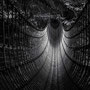 Burmese Rope Bridge (The Lost Gardens of Heligan, England)