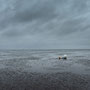Wattenmeer (Cuxhaven, Deutschland)