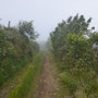 La brume du matin